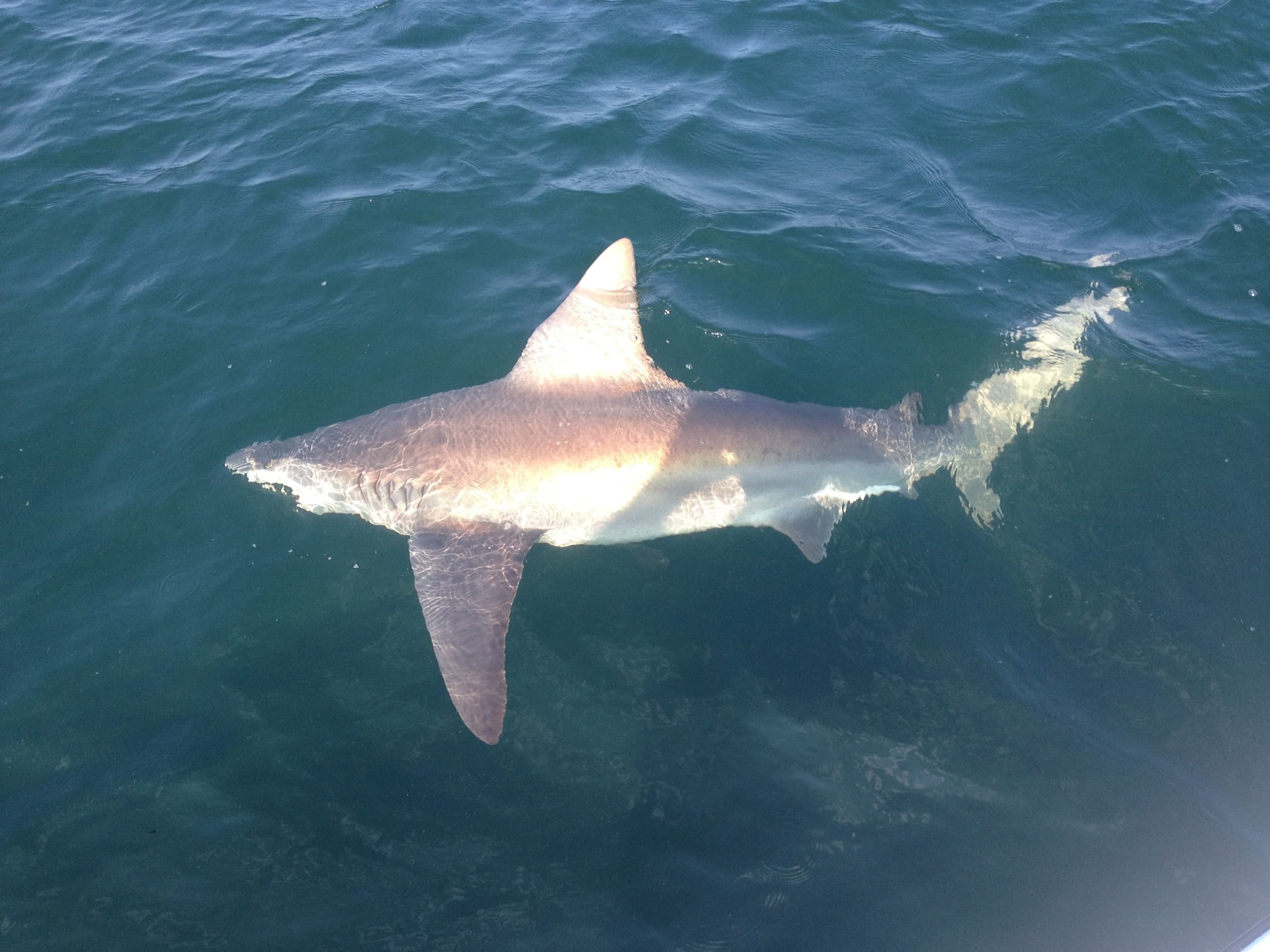 Shark Fishing Adventure with Reel Addiction in Pensacola
