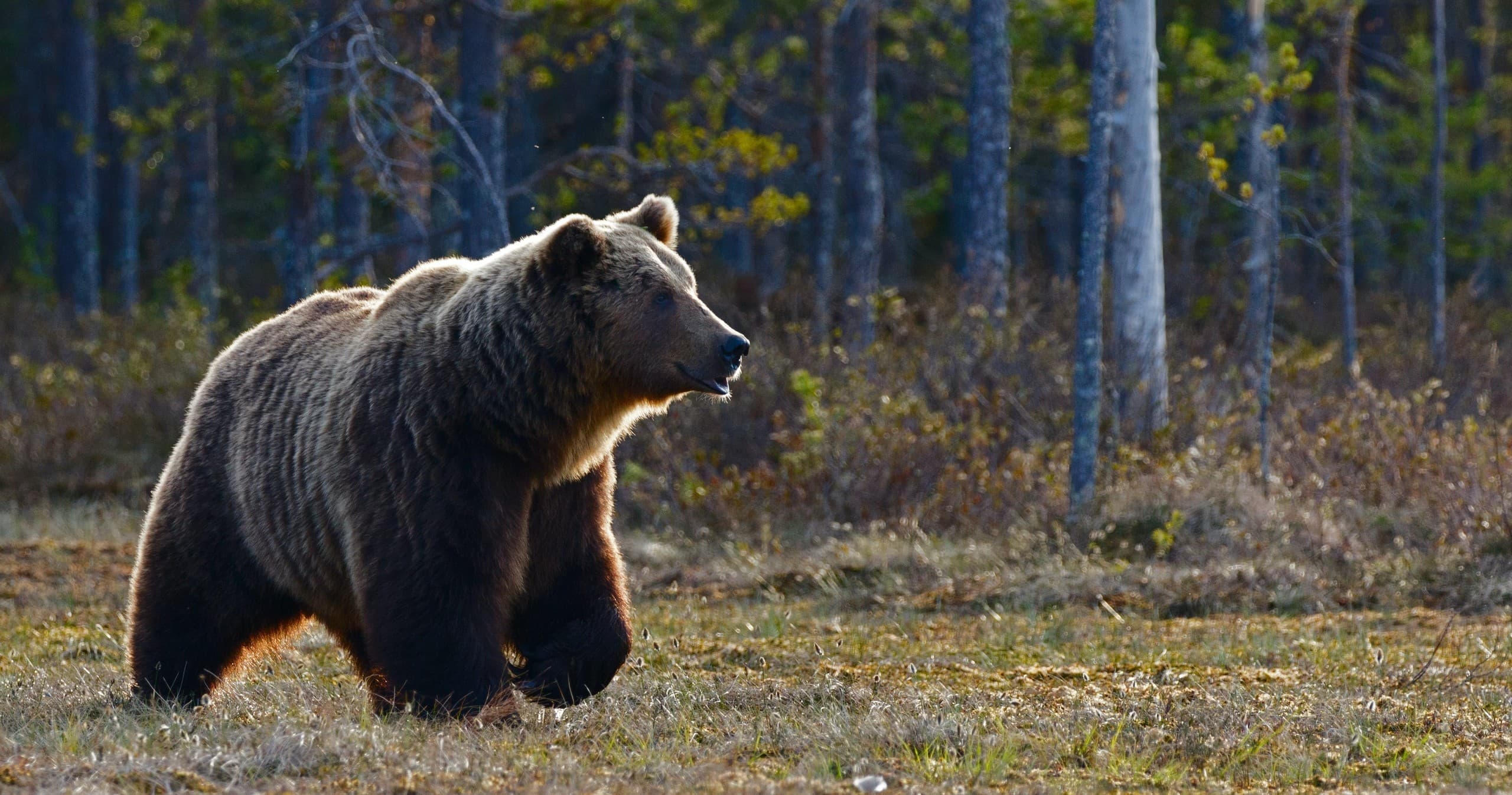 Banff Private Highlights & Wildlife Tour with Radventures