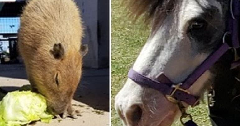 Hands-On Animal Encounters and Horse & Pony Rides at Ghost Ranch Exotics, Marana