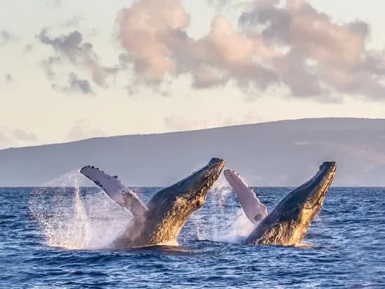 Maui Whale Adventures fleet