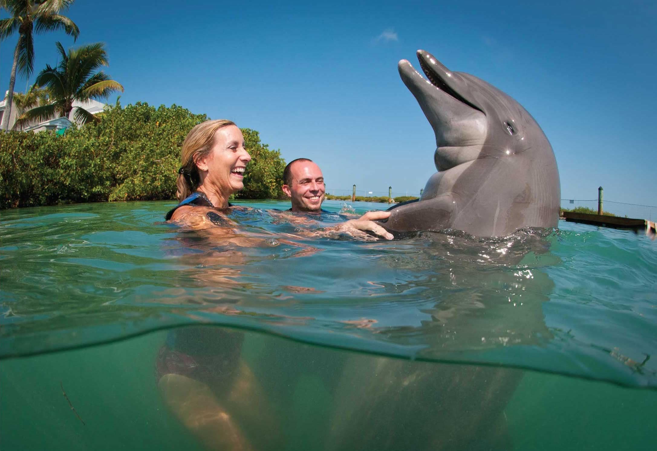 People interacting with dolphin during Florida Keys encounter
