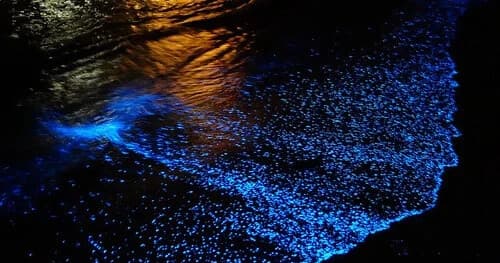 Paddling the Glow: Bioluminescence Kayak Tour in Strathcona B