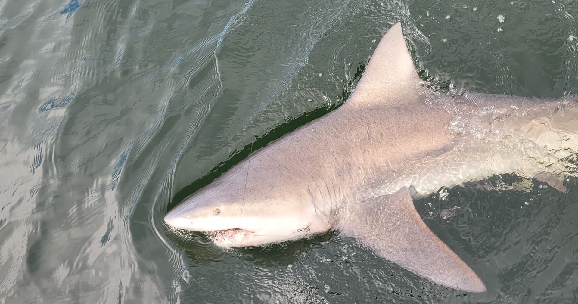 Shark Fishing Adventure with 30A Bay Guide Service in Santa Rosa Beach