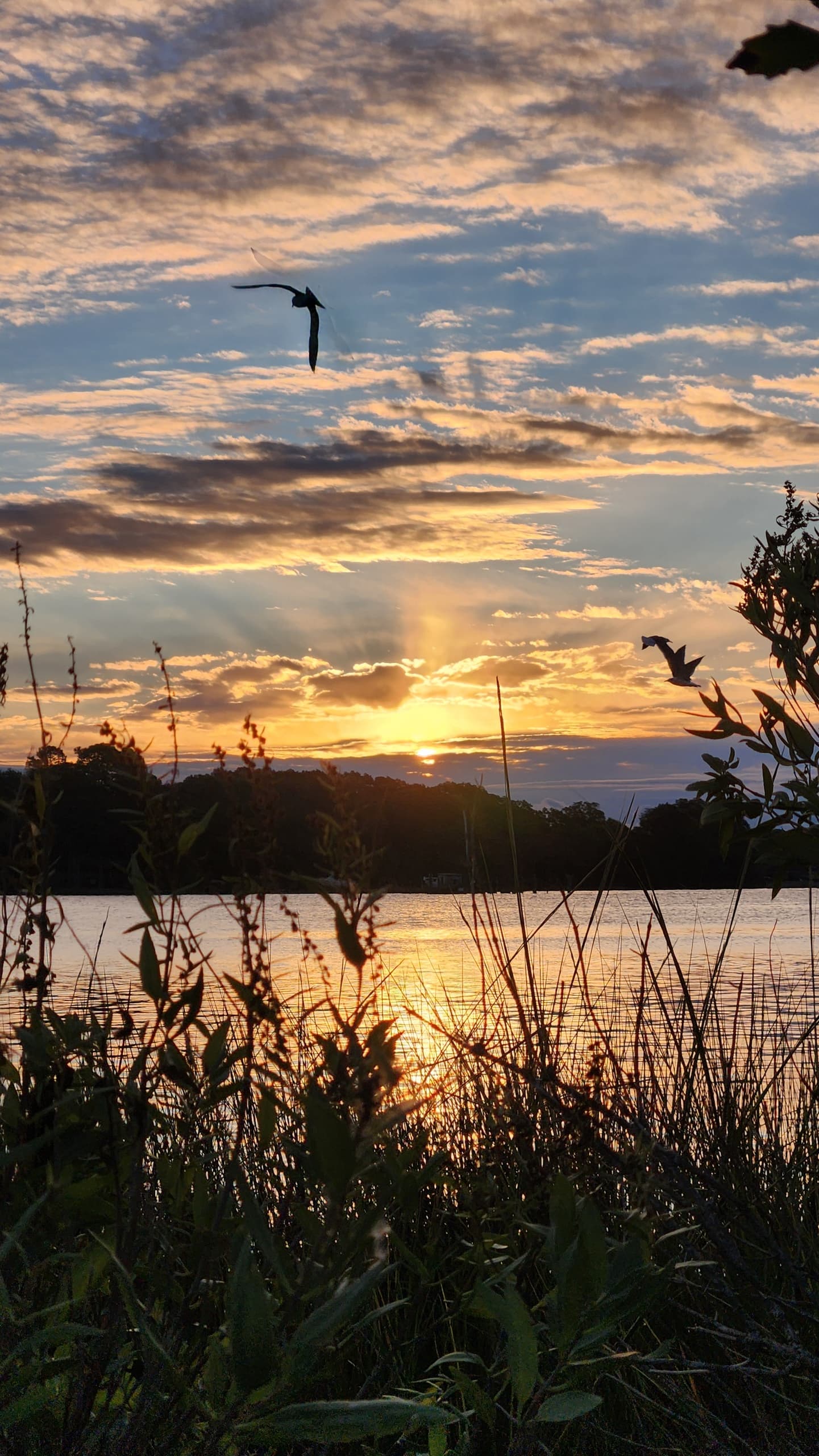 Gloucester Kayak Tours at Dawn: Experience the Wildlife of Ware Sunrise