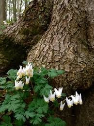 Bio Blitz: Spring Plant Identification in Eagle River, WI with Trees for Tomorrow