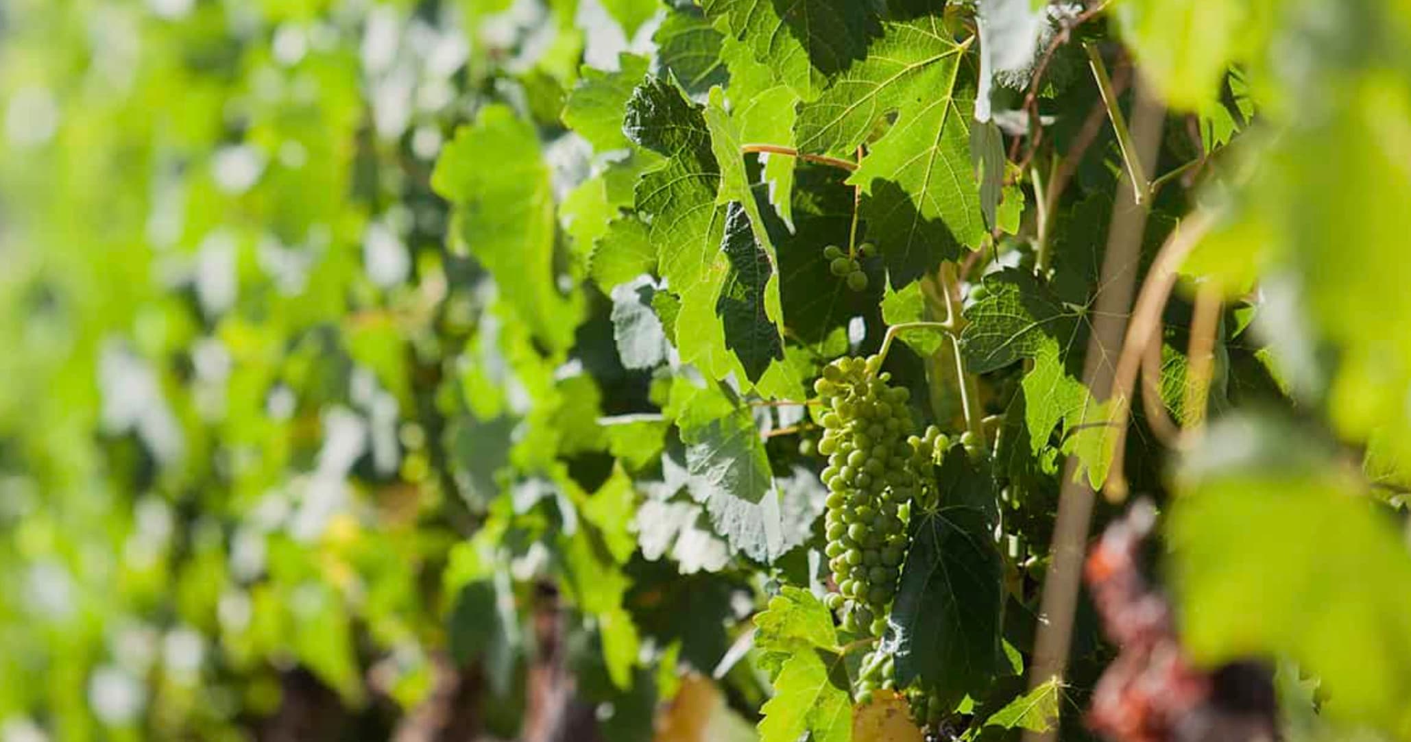 Wine & Culture Adventure at Ronda with Finca La Nogalera