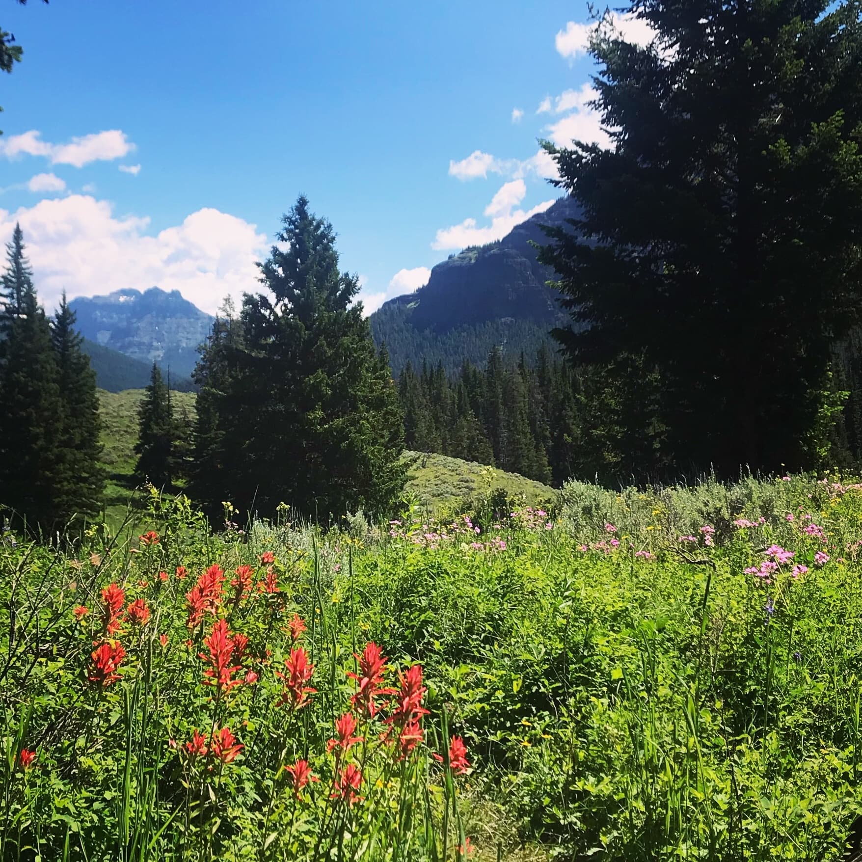Guided Yellowstone Hike | Hiking in Moran, Wyoming