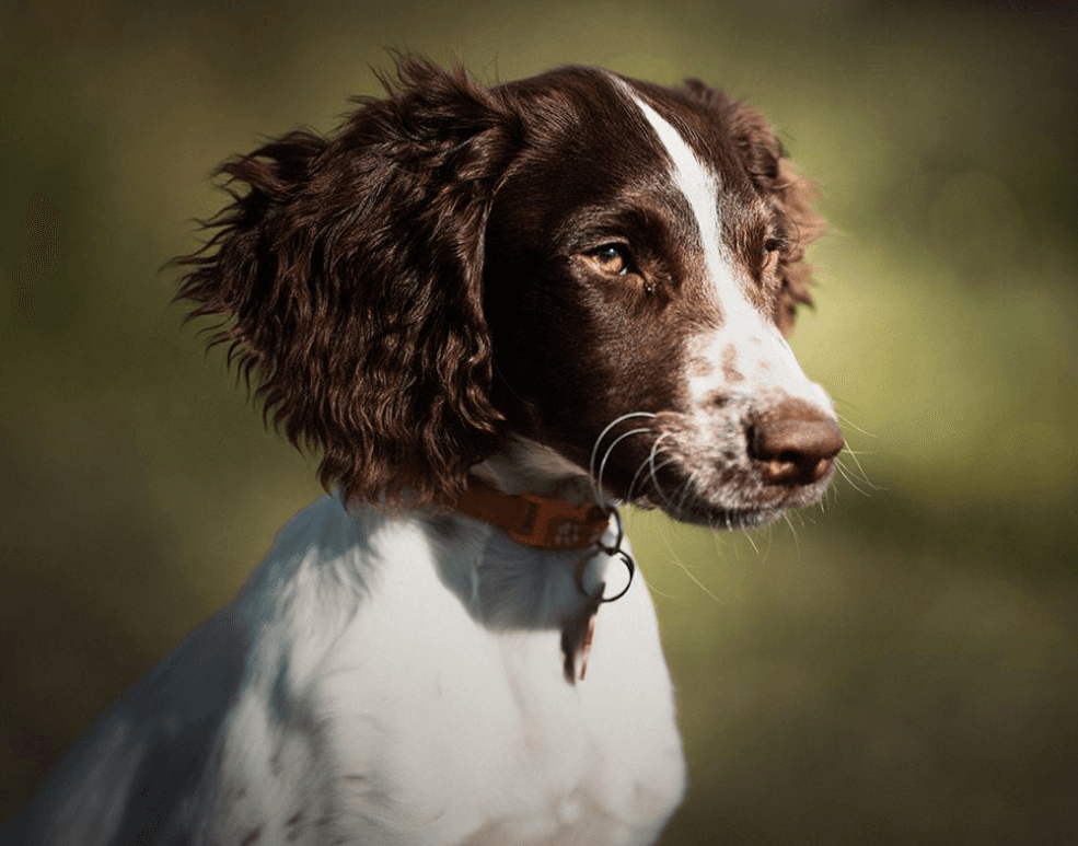 Dog Boarding at Poppy's Perfect Pups - Peace of Mind Stay in Your Absence