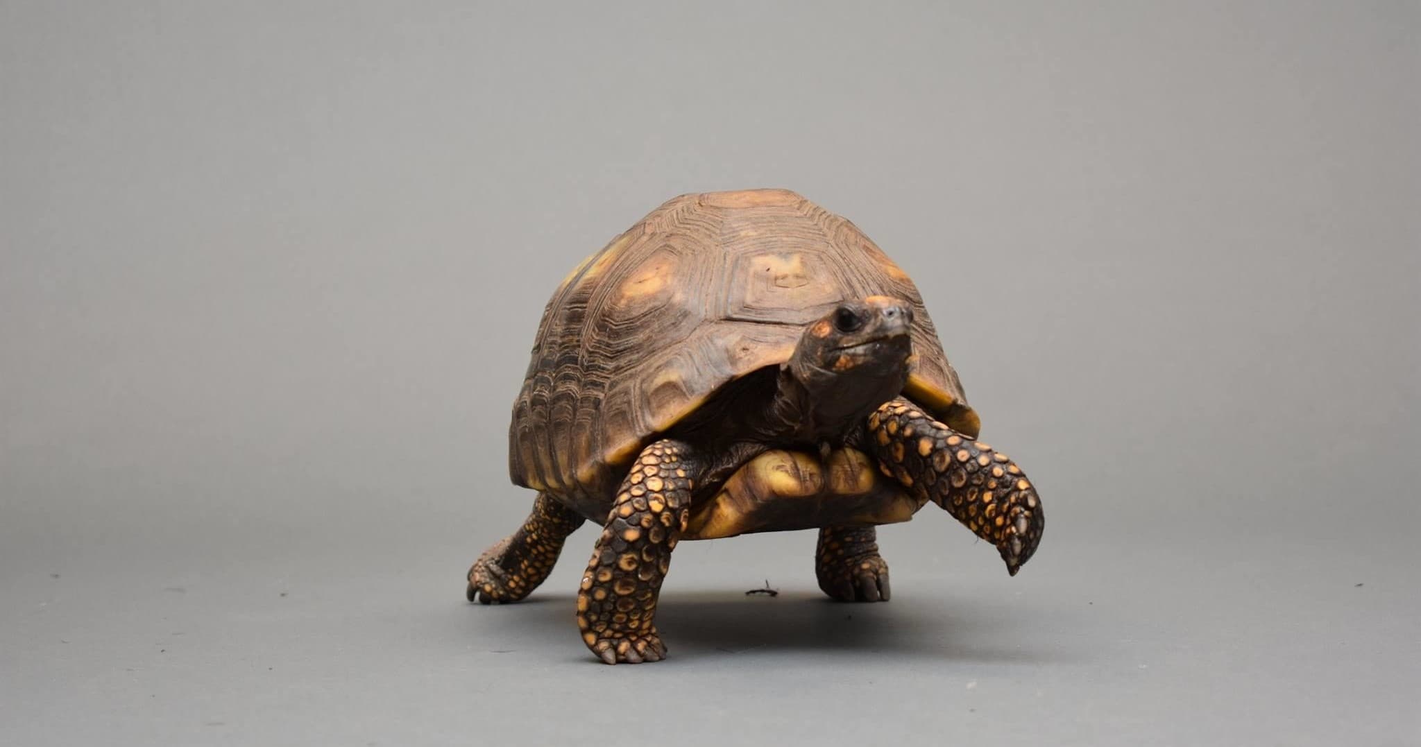Tortoise Meet and Greet at Downtown Aquarium Denver photo 1