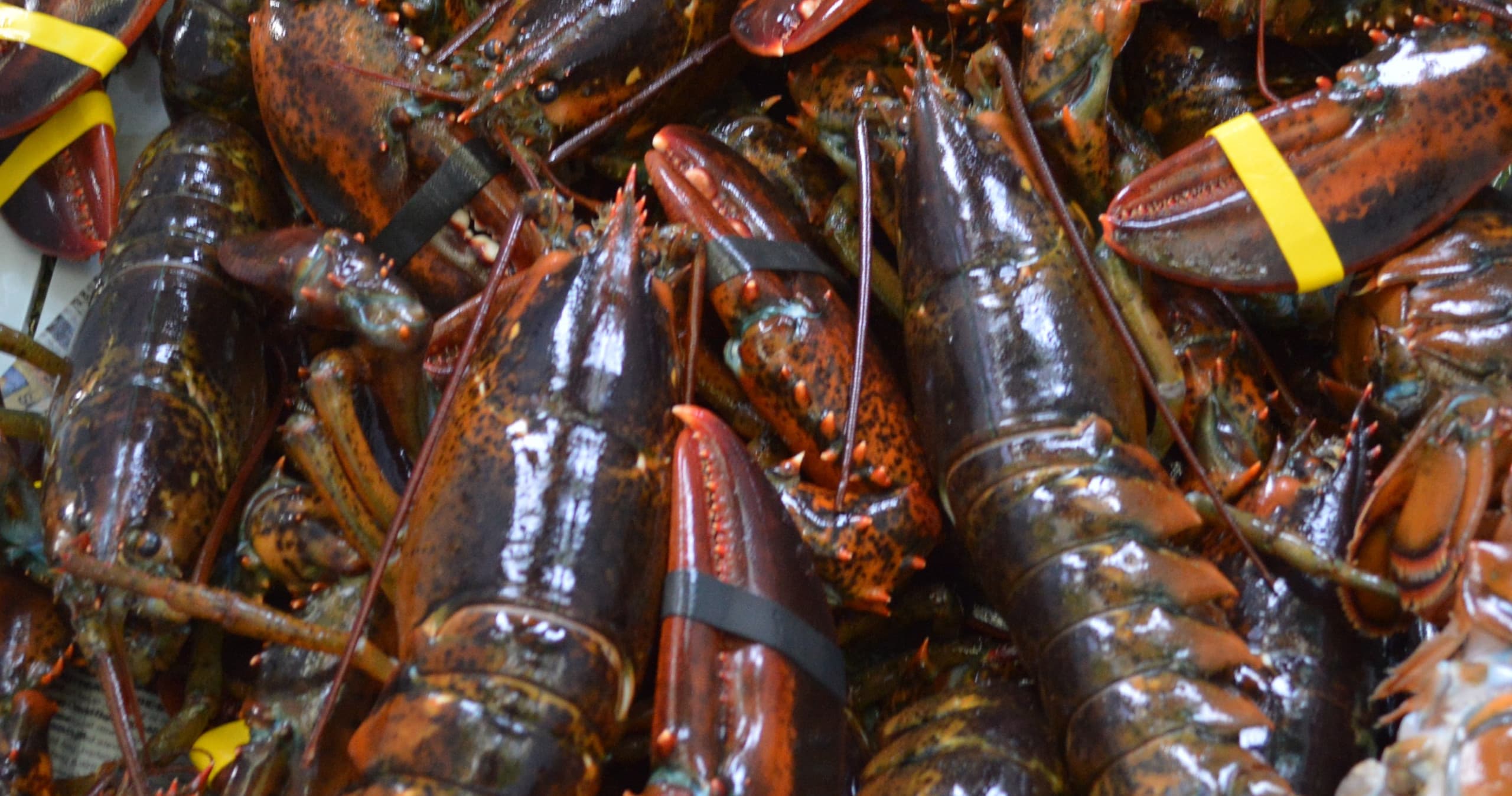 Live lobsters in trap haul, close-up seafood catch on deck