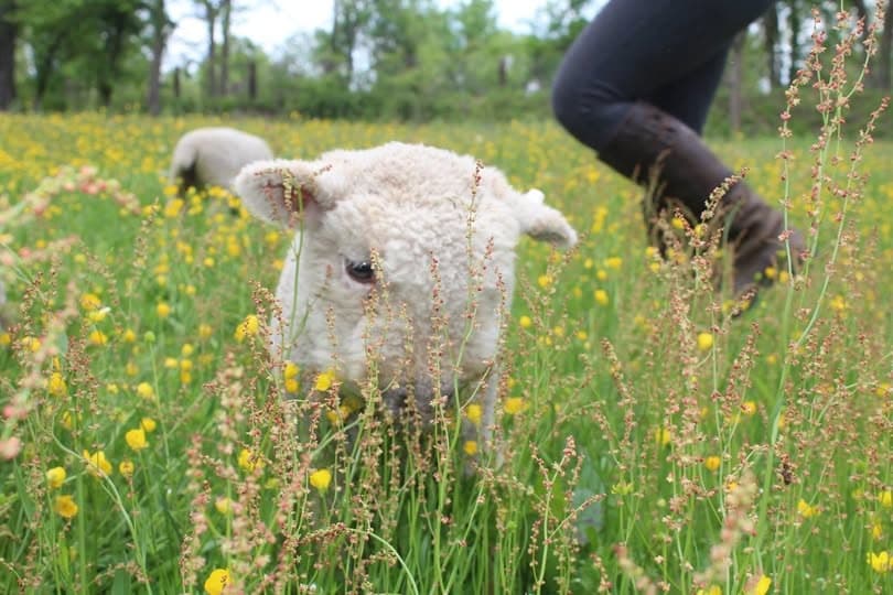 Young lamb grazing in wildflower meadow at Rose Bridge Farm