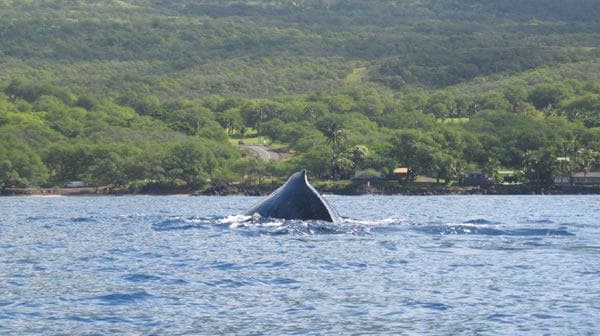 West Maui Whale Watch & Snorkel Adventure in Lahaina