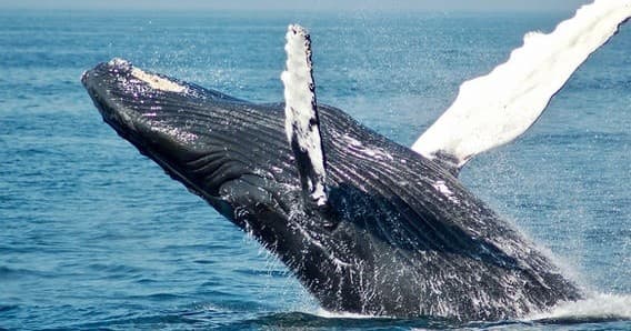 Humpback whale breaching offshore in deep blue Maui ocean