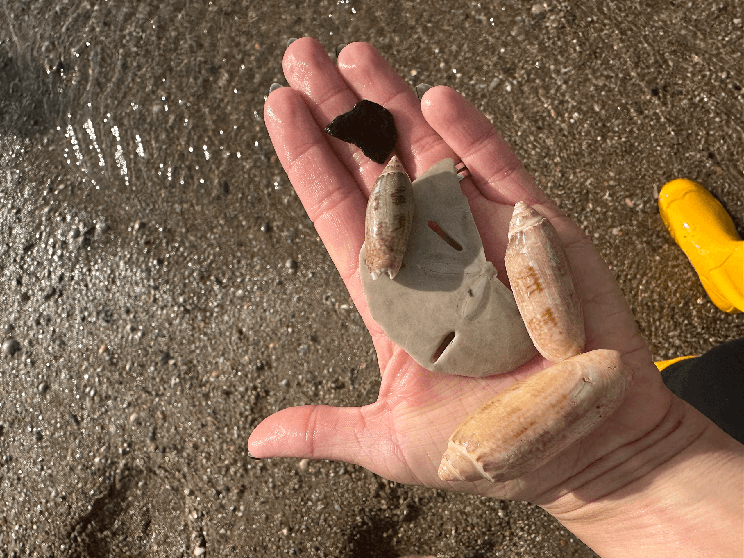 Tybee Shelling Tour: Find Shark Teeth, Shells & Coastal Treasures on Tybee Island photo 3