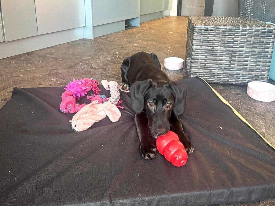 Pet Boarding at Poppy's Perfect Pups - Trusted Dog Care