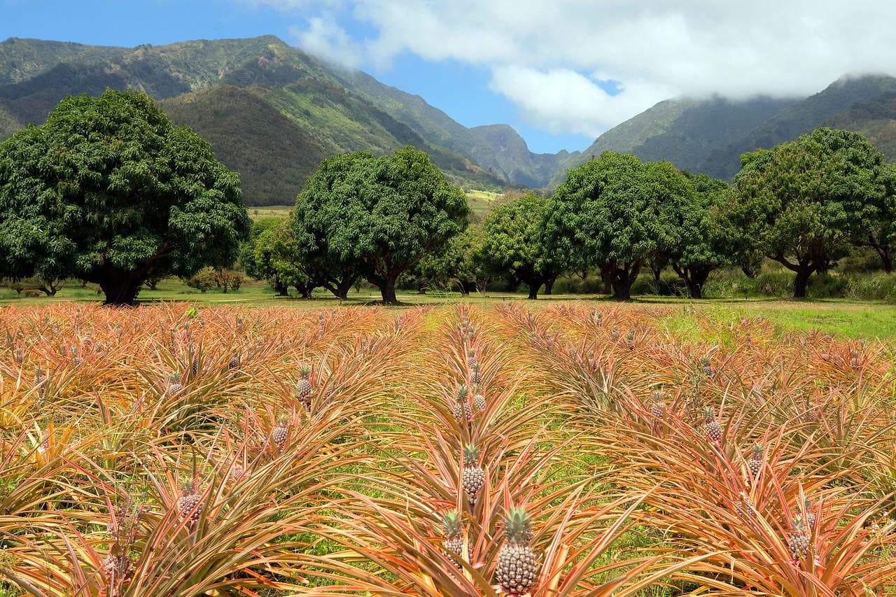Vast pineapple fields with mountain backdrop at Maui plantation