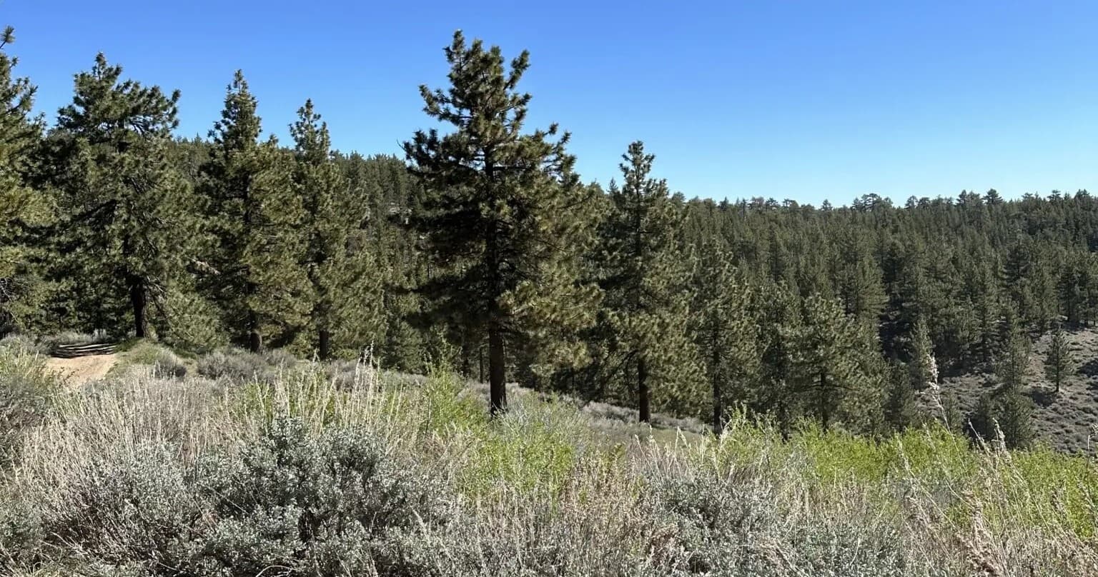 Panoramic pine forest ridge and trail under clear blue sky
