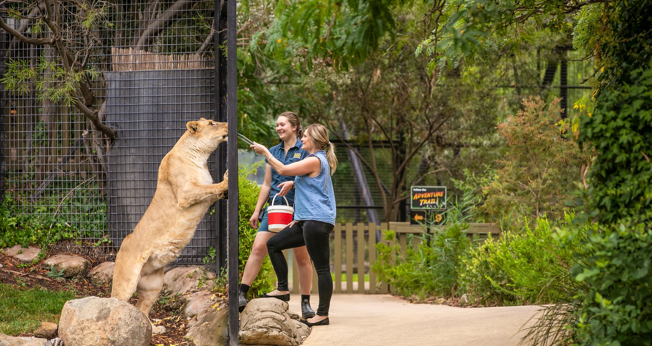 Lion Encounter at National Zoo and Aquarium Canberra