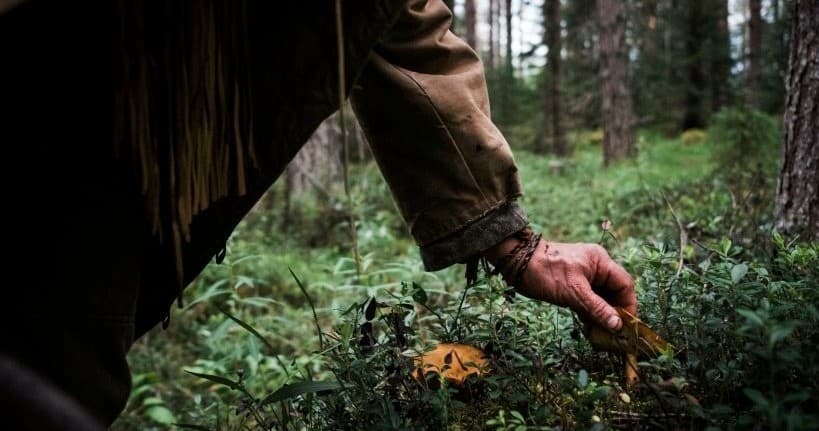 Forager picking wild mushrooms in dense Nordic forest understory