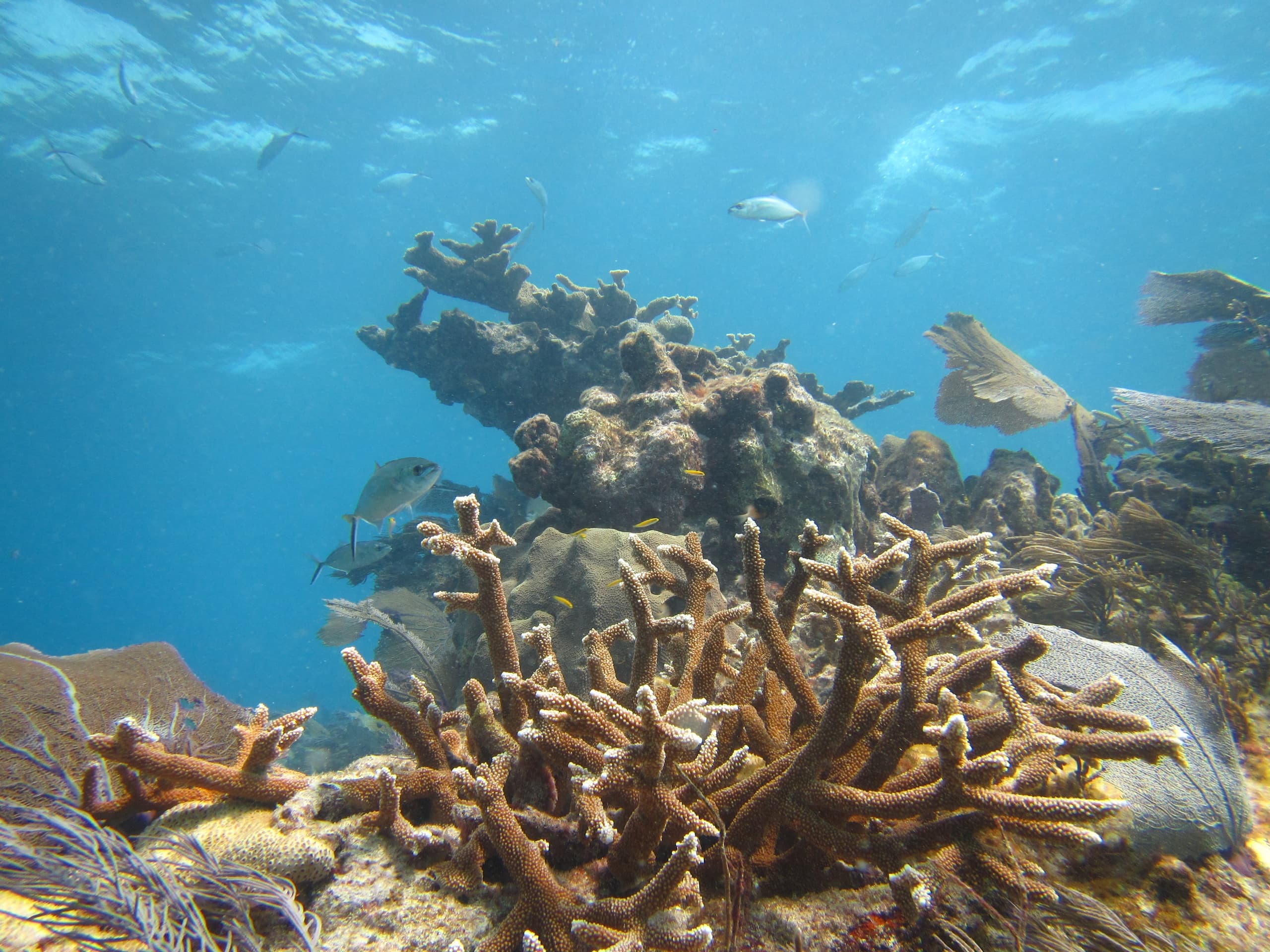 Florida Keys Snorkel & Sunset Adventure with TNT Charters