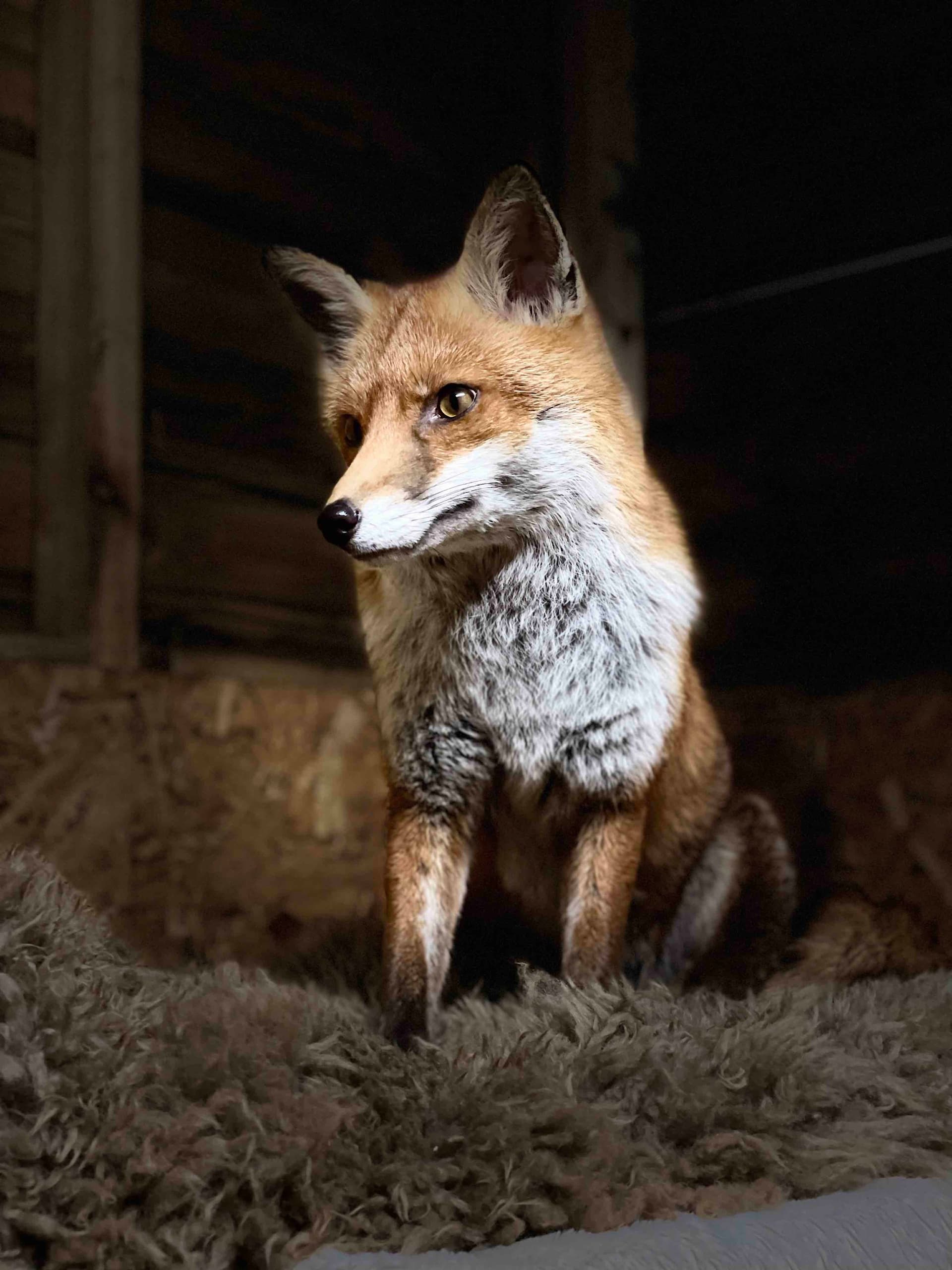 Fox Fascination Experience at Somerset Reindeer Ranch