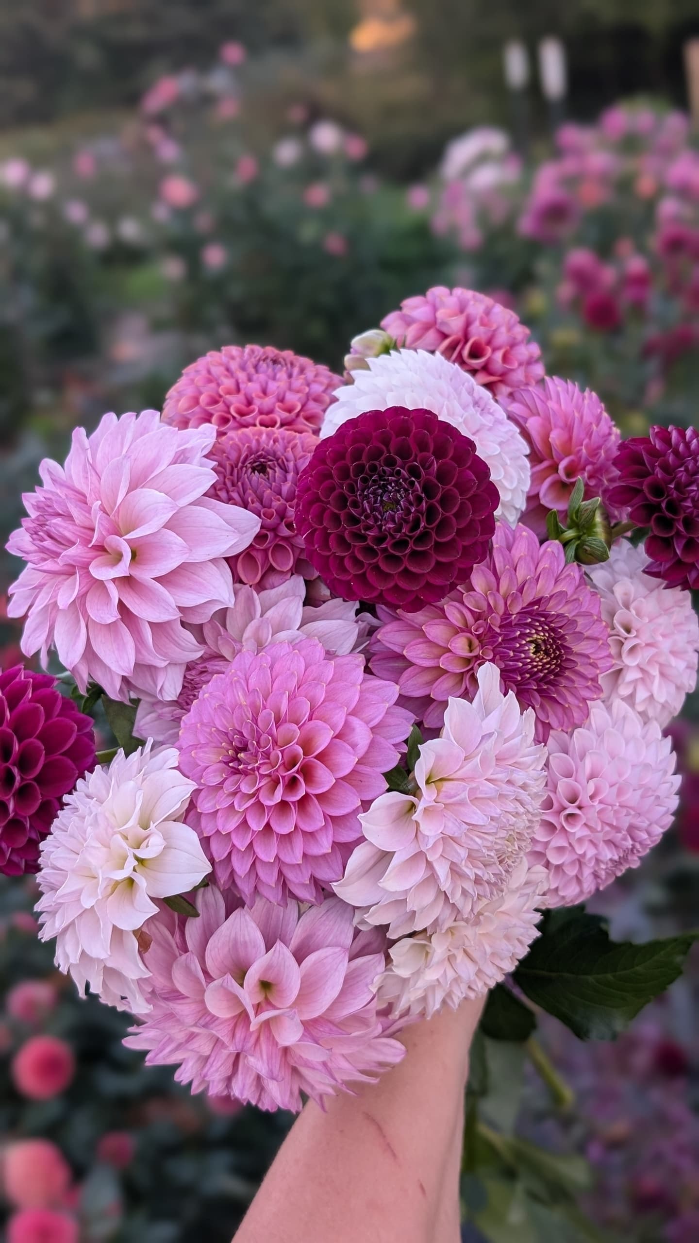 Pink dahlia bouquet in garden setting for seasonal floral arrangement
