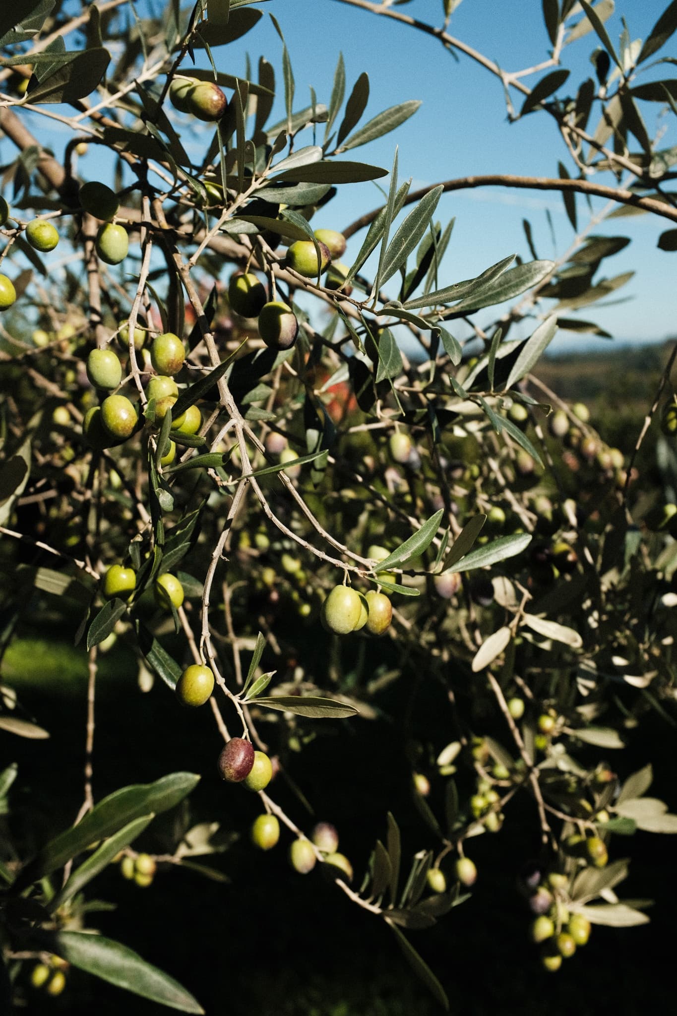 Land Adventures | Olive Harvest & Oil Tasting in Tuscany