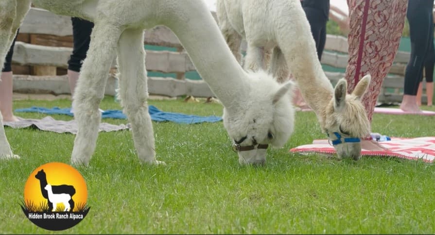 Alpacas grazing on green lawn at Hidden Brook Ranch during tour