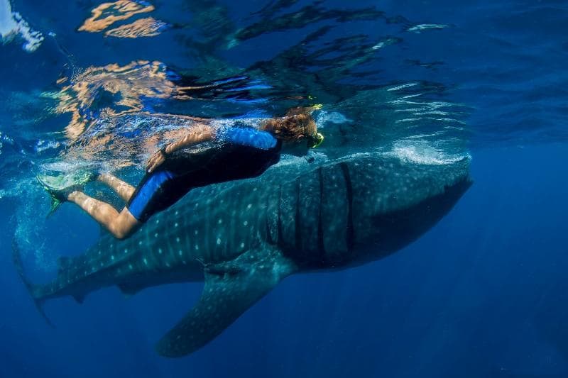 Whale Shark Snorkel Adventure with Interliv Travel in Cancún