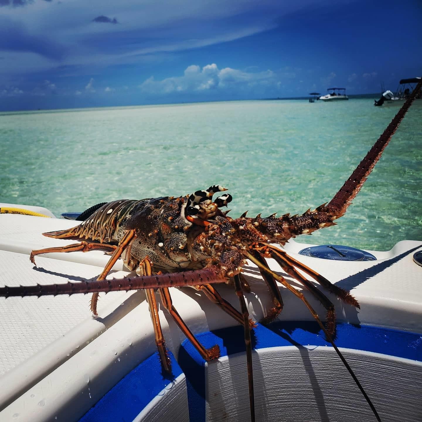 Lobster Mini Season Boat Tour in Key West, Florida