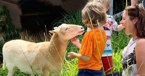 Child interacting with friendly sheep at outdoor sanctuary visit