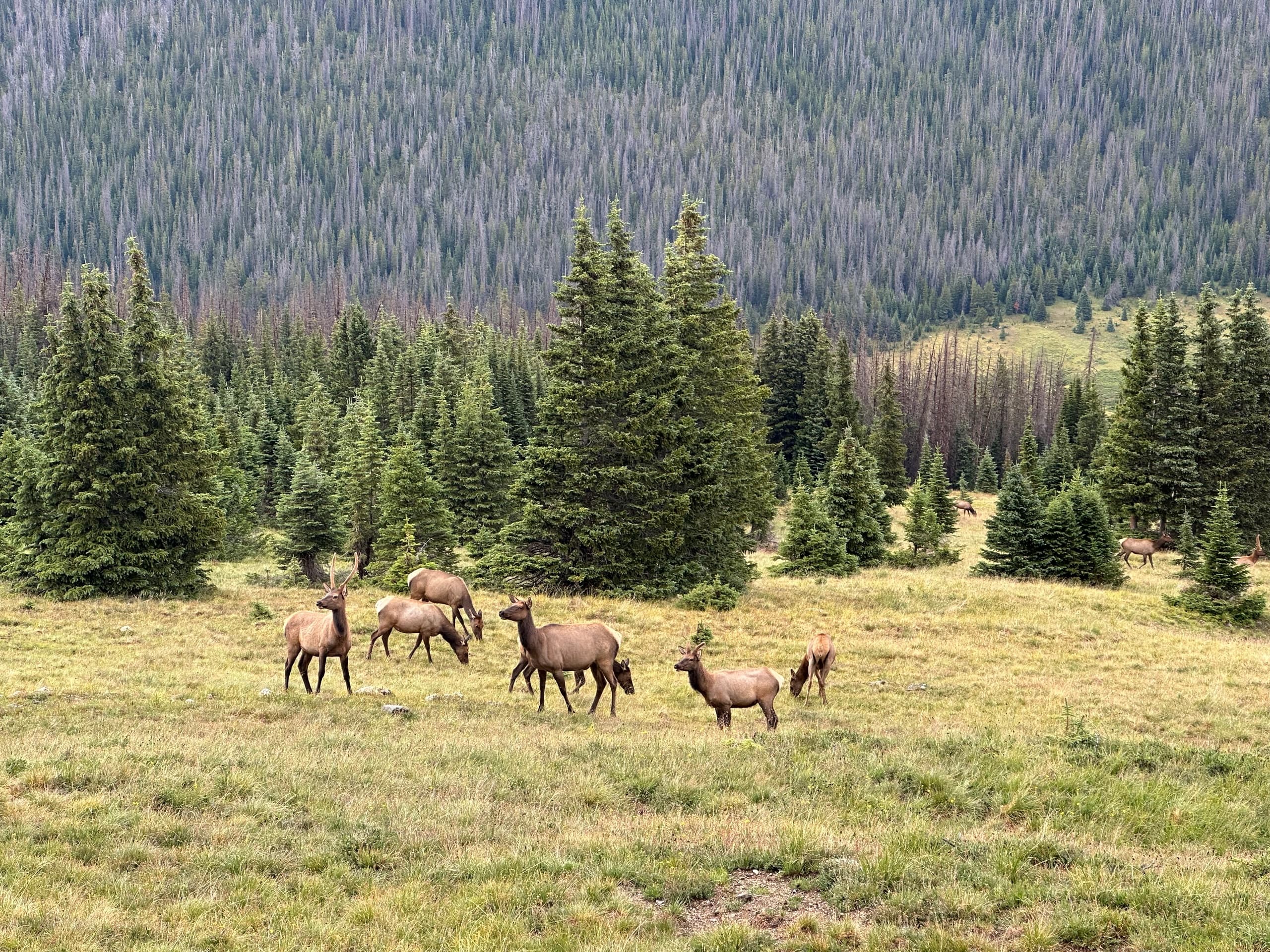 Open Jeep Rocky Mountain Adventure: Private High-Alpine Jeep Tour from Estes Park photo 2