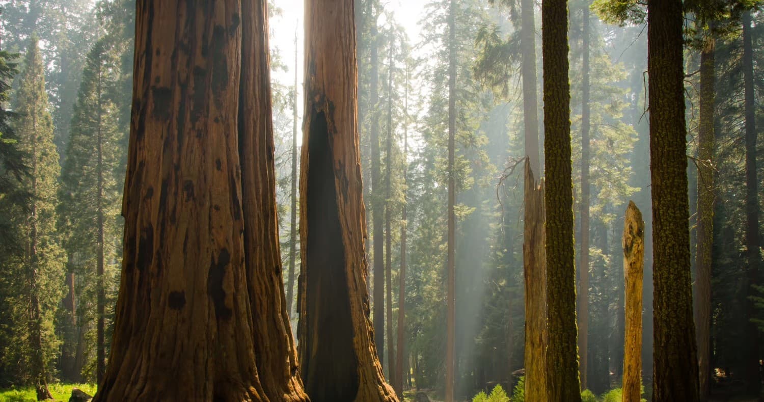 Pack Light, Explore Big: 24-Hour Summer Rentals at Lodgepole Market, Sequoia National Park