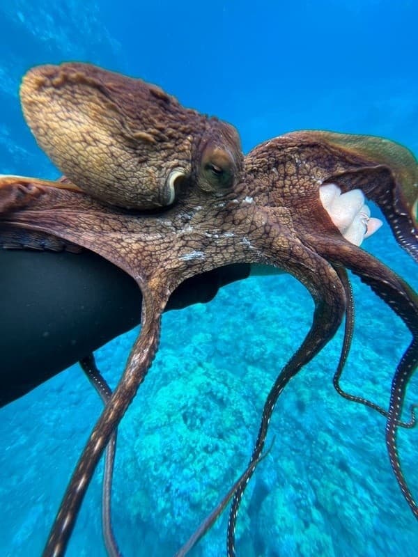 Private Snorkel Safari: Small-Group Snorkeling on South Maui