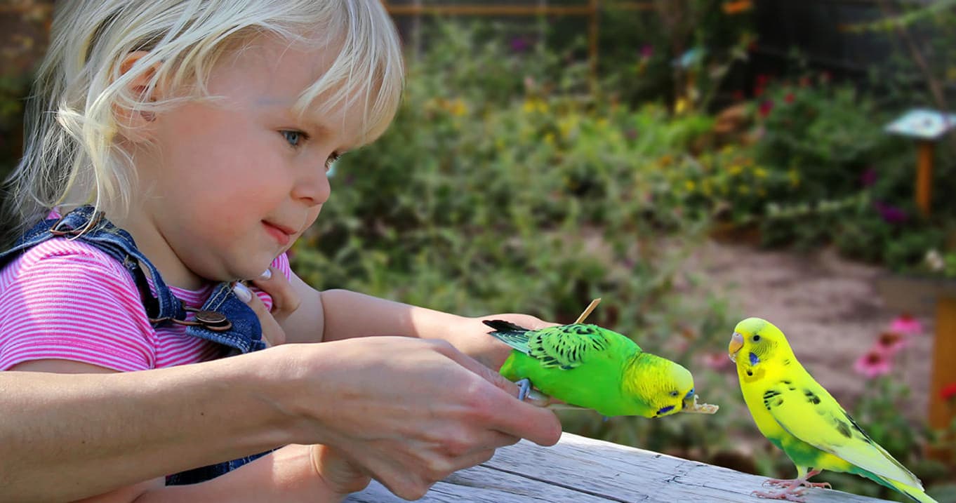 Child feeding budgerigars at outdoor park aviary