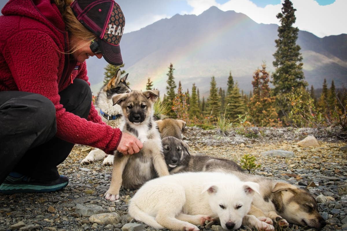 Summer Dog Sledding Tour with Squid Acres Kennel near Denali