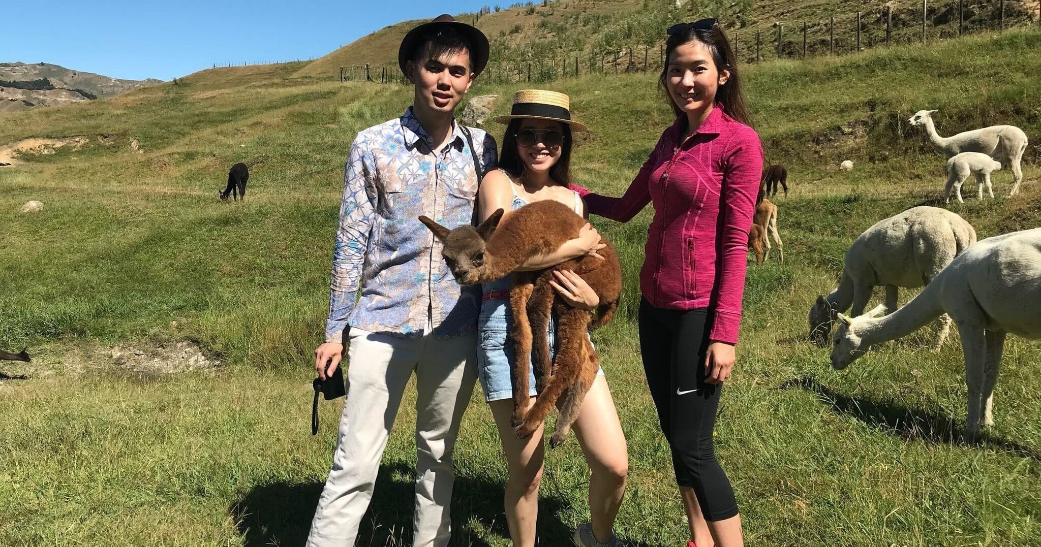 Visitors posing with alpacas on grassy farmland during tour
