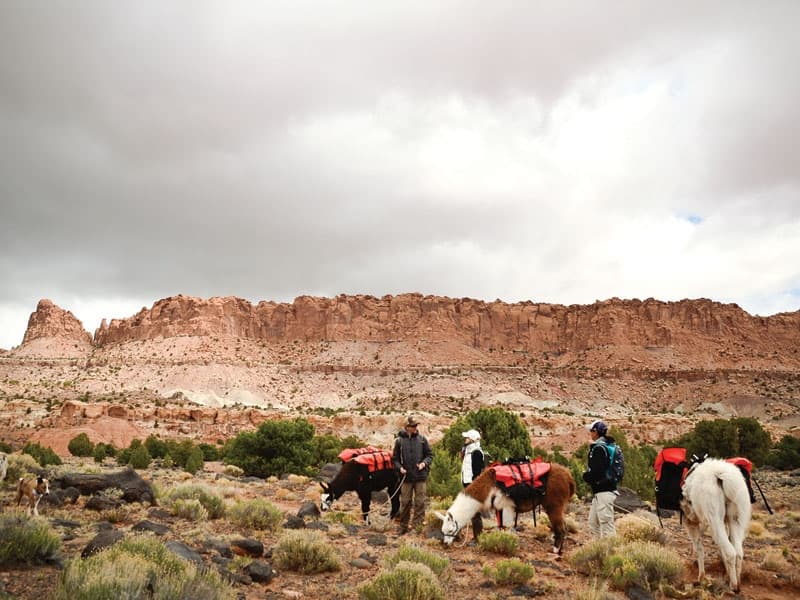 8 Hour Llama Trek in Capitol Reef, Utah