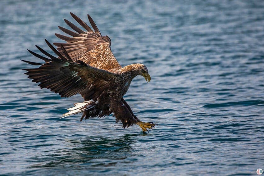 Trollfjord Cruise: Sea Eagle Safari and Light Fishing from Svolvær photo 3