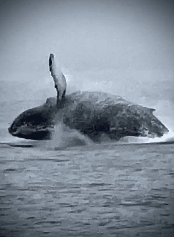 Kenai Fjords Catamaran Cruise: Whale Watching & Glacier-Ice Margaritas