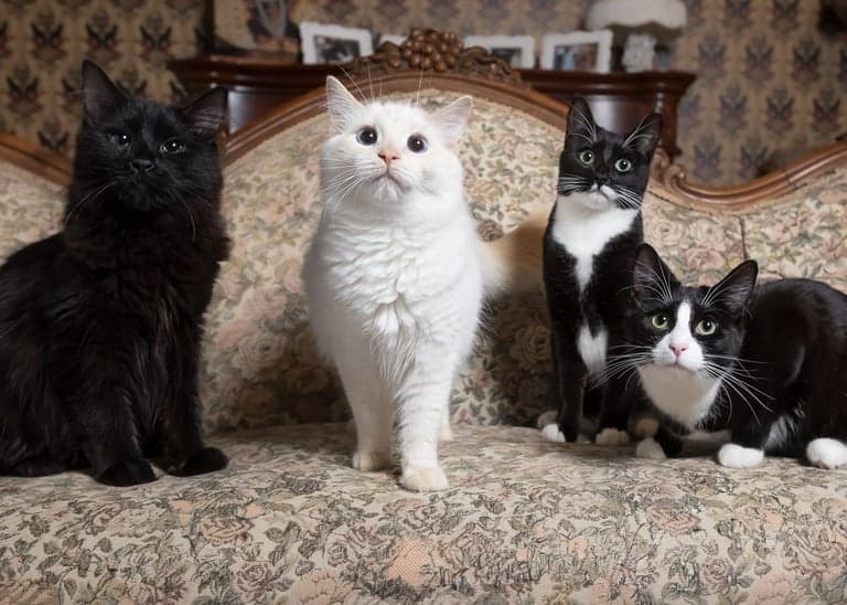 Three house cats sitting on vintage sofa indoors at cozy lounge