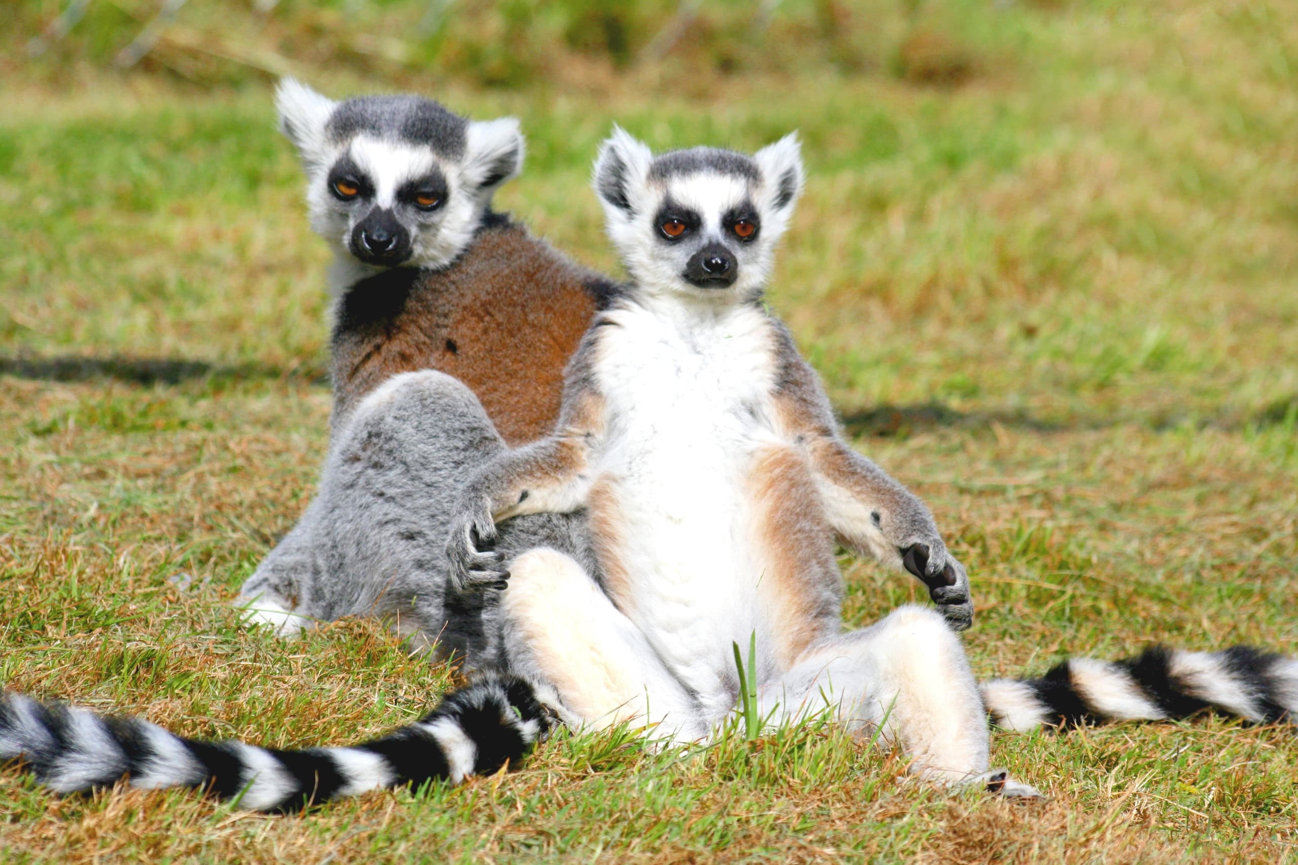 Explore Florida Wildlife at North Florida Wildlife Center