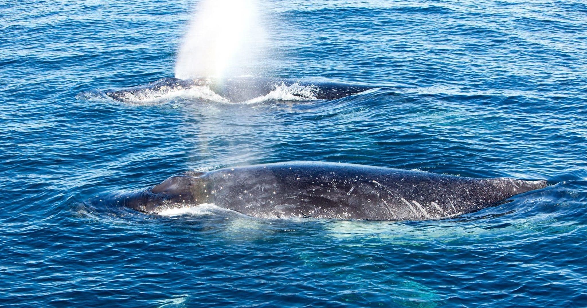 Right whale surfacing with blow spout in open ocean