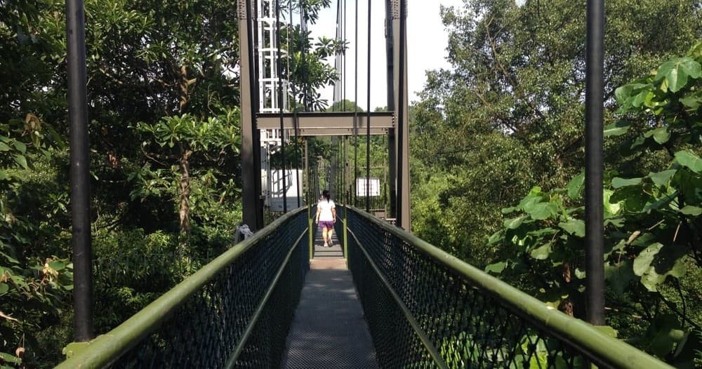 Canopy walkway suspension bridge through lush forest canopy
