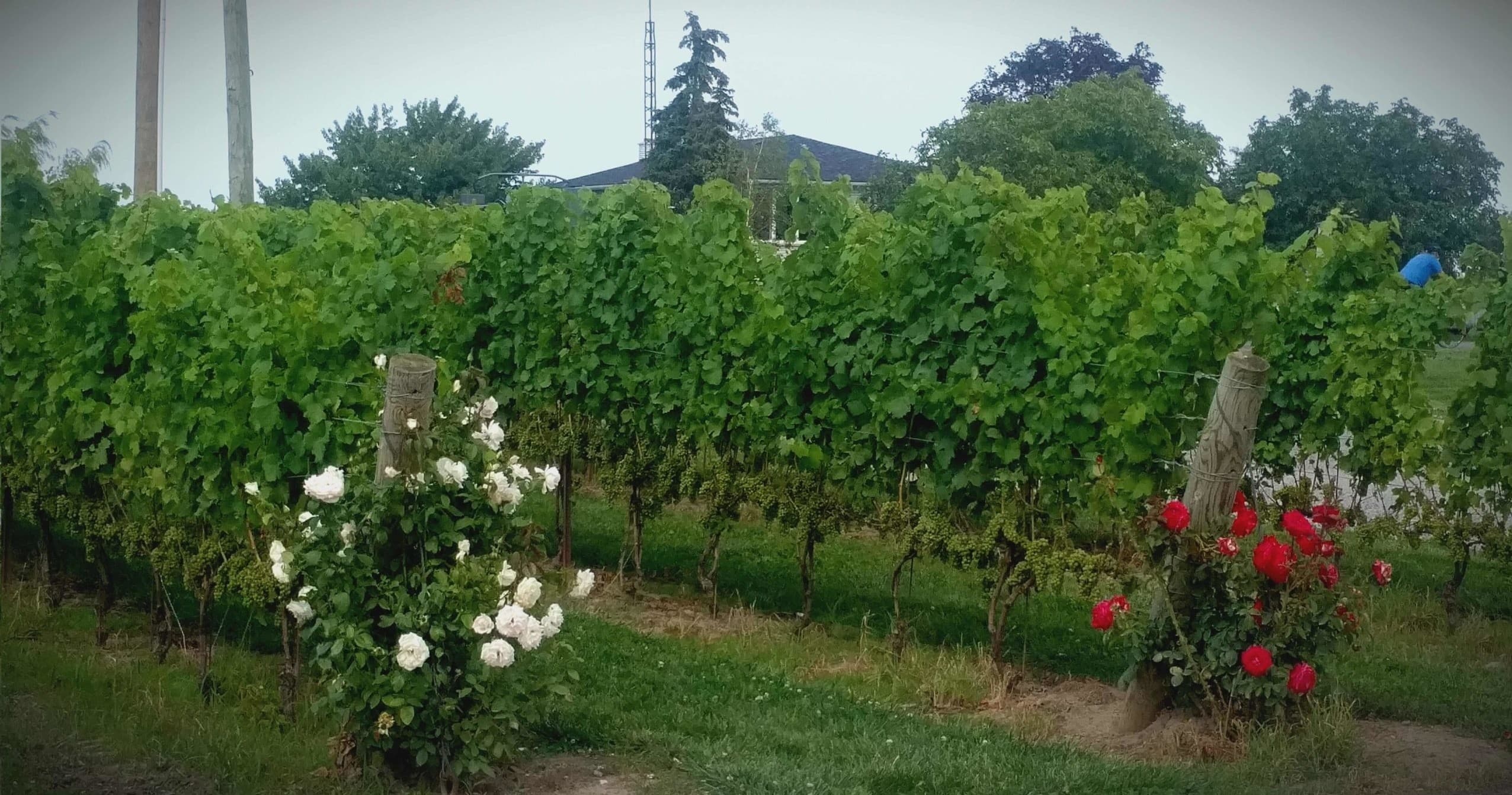 Niagara Private Wine Excursions: Half Day Wine Tour