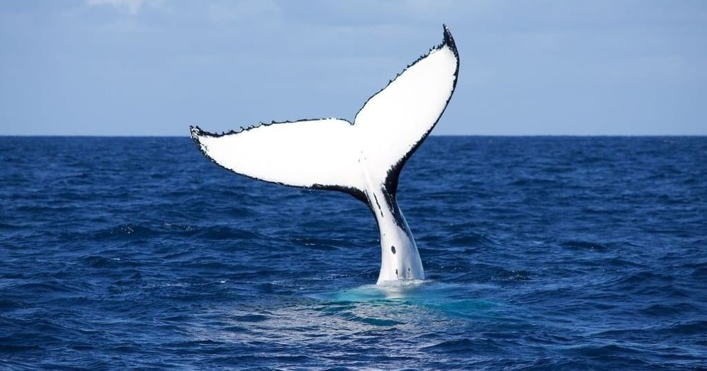 Whale Adventure Tour Sydney: Experience Up-Close Humpback Whale Migration photo 2