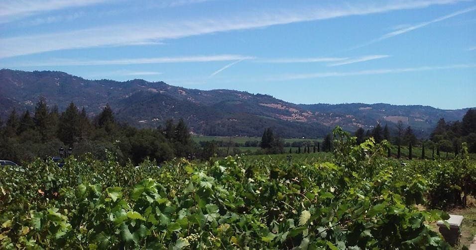 Panoramic California wine country vineyard vista for scenic drives
