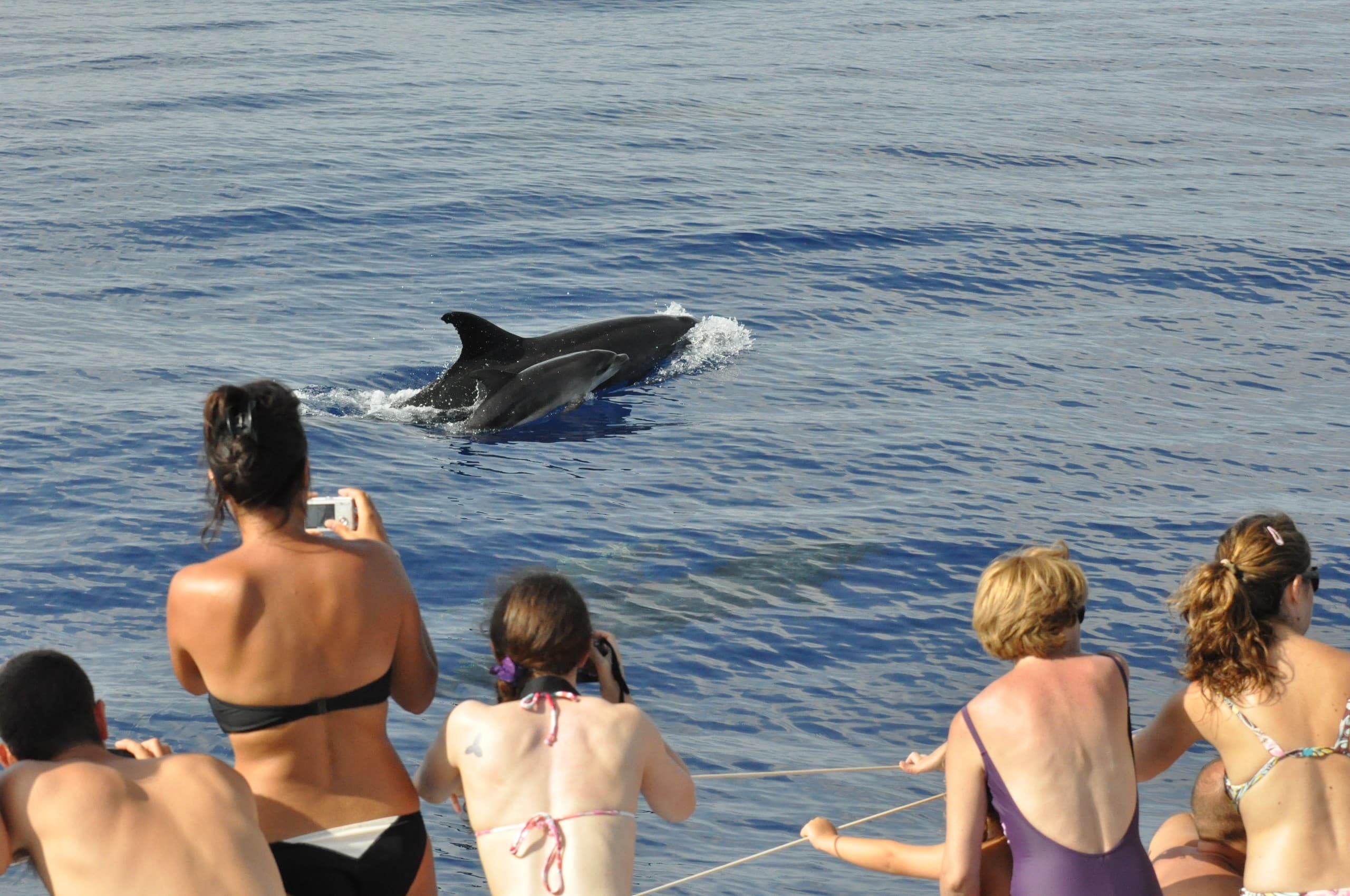 Pico do Arieiro to the Sea: Madeira 4x4 Jeep and Dolphin-Watching Catamaran