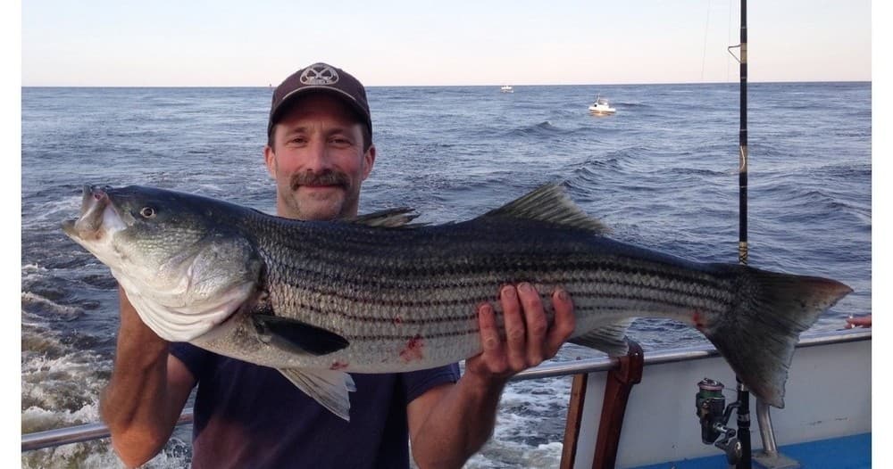 Angler holding large striped bass on ocean charter boat