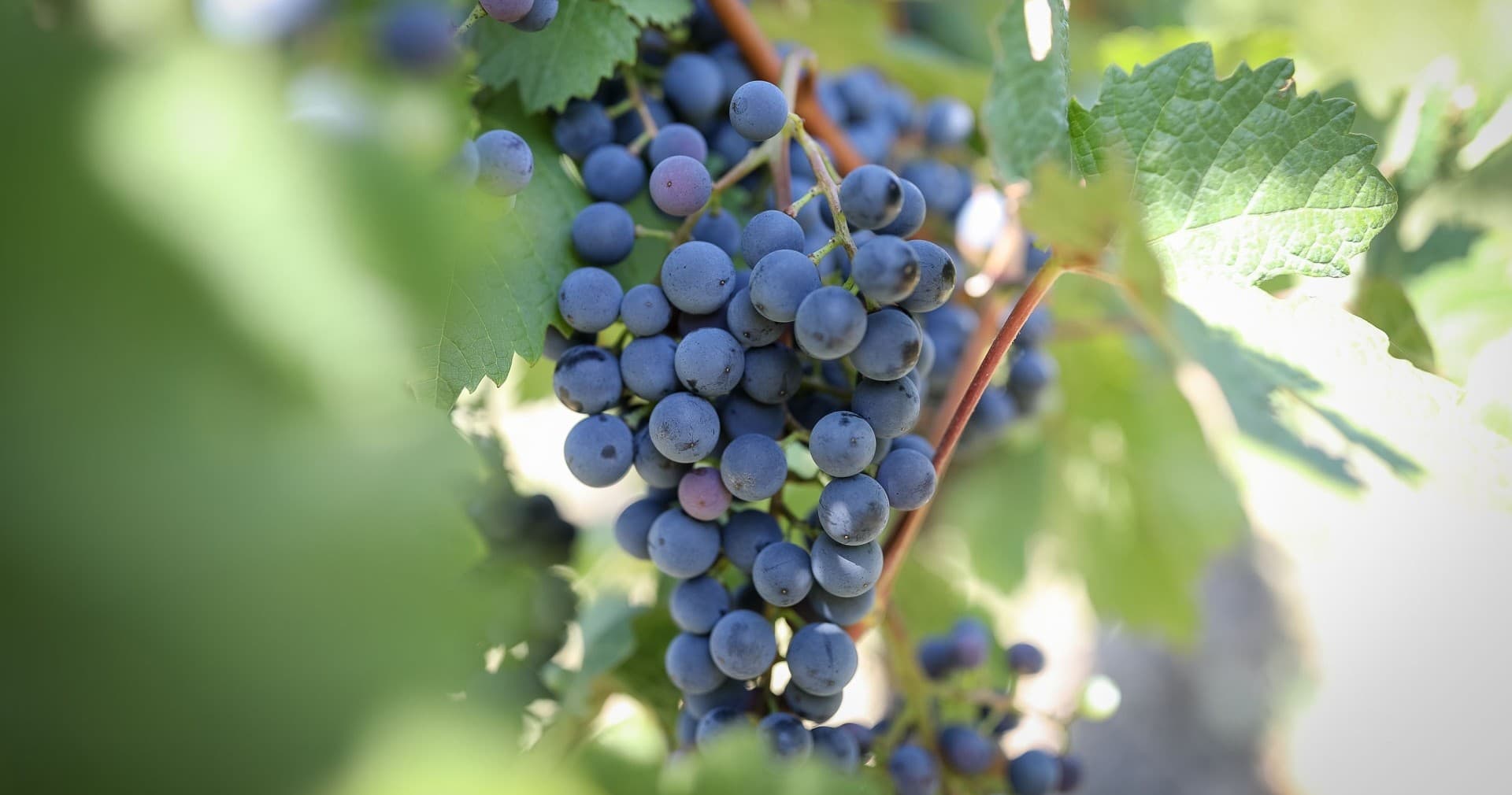 Land Adventures: Alpakafarm Schaber’s Scenic Trek & Wine Tasting